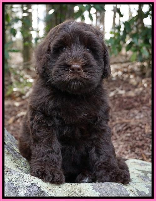 Penny Champ pups 8 wks old Pink Purple Red 066