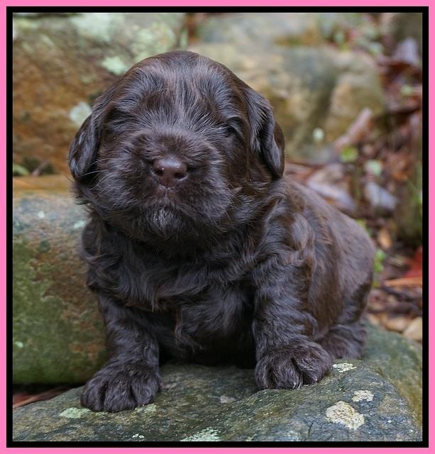 Penny Champion pups 3 wks old 101