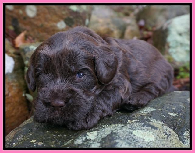 Penny Champion pups 3 wks old 121