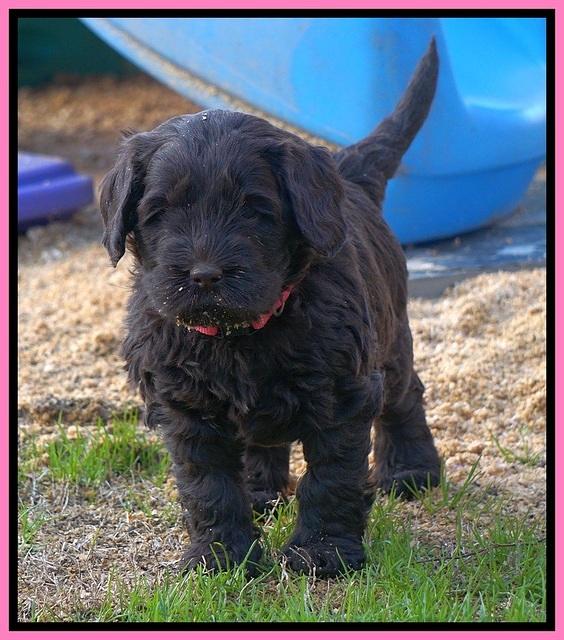 Penny Champion pups 5 wks old 161