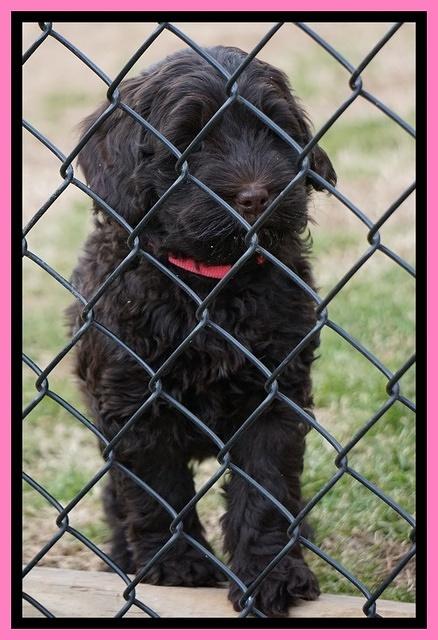 Penny Champion pups 7 wks old 251