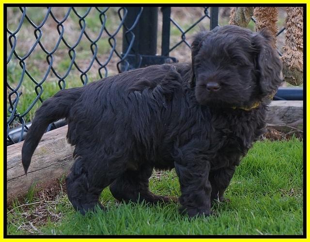 Penny Champion pups 5 wks old 191