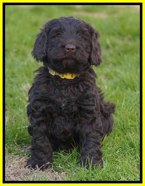 Penny Champion pups 6 wks old 271