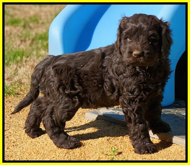 Penny Champion pups 6 wks old 311