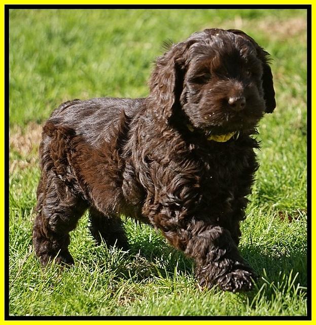 Penny Champion pups 6 wks old 321