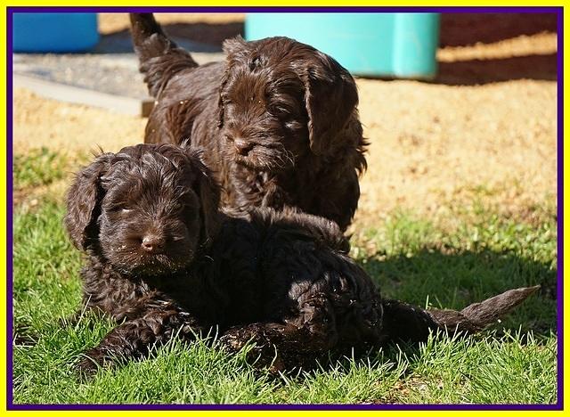 Penny Champion pups 6 wks old 331