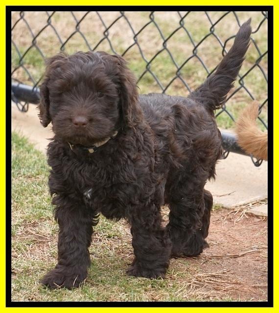Penny Champion pups 7 wks old 271