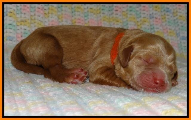 Penny Champ newborn pups 111