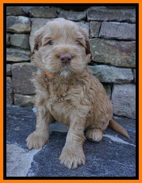 Penny Champion pups 4 wks old 181