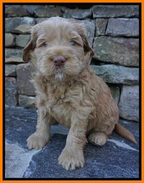 Penny Champion pups 4 wks old 191