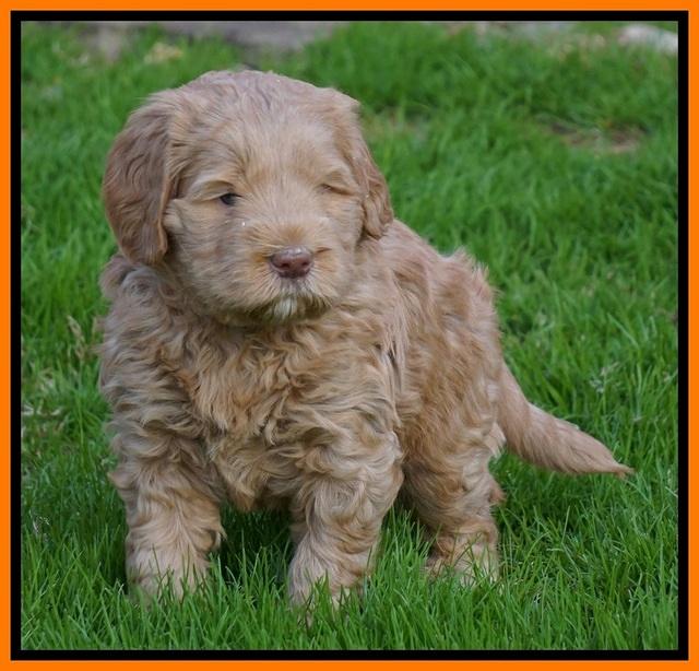 Penny Champion pups 5 wks old 221