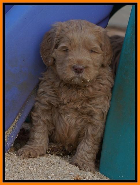 Penny Champion pups 5 wks old 231