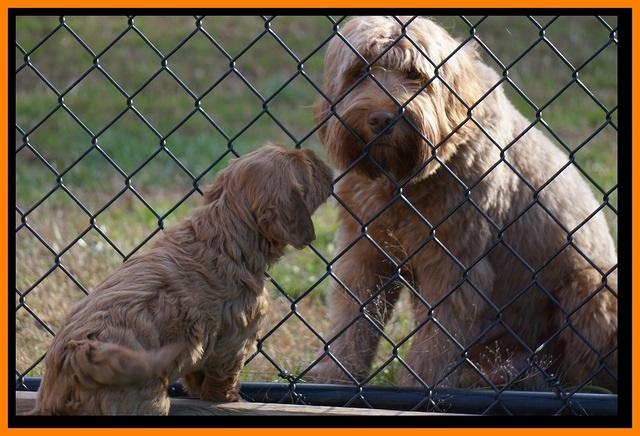 Penny Champion pups 6 wks old 181