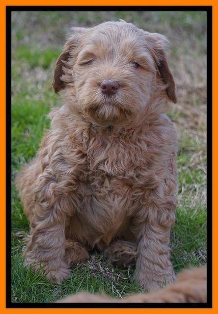 Penny Champion pups 6 wks old 341
