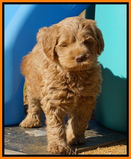 Penny Champion pups 6 wks old 351