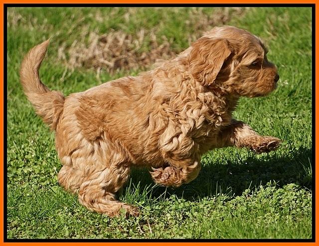 Penny Champion pups 6 wks old 421