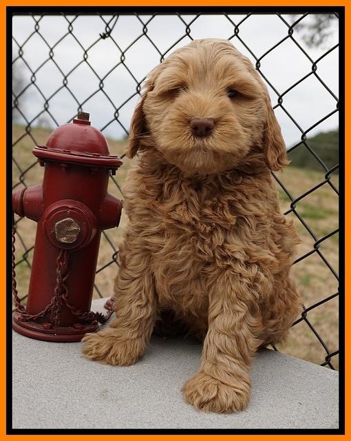 Penny Champion pups 7 wks old 331