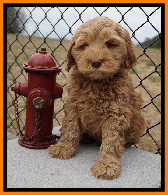 Penny Champion pups 7 wks old 351
