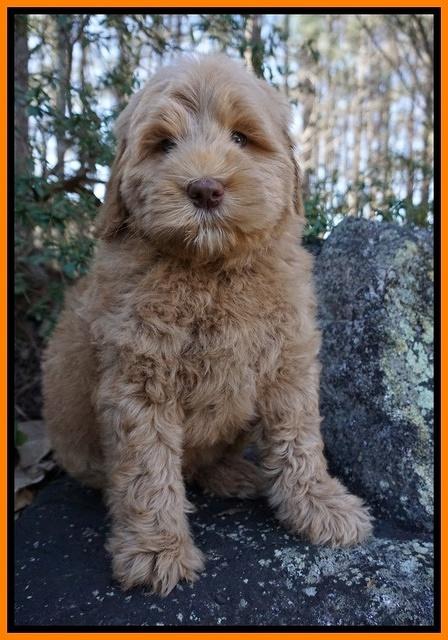 Penny Champion pups 8 wks old 2 81