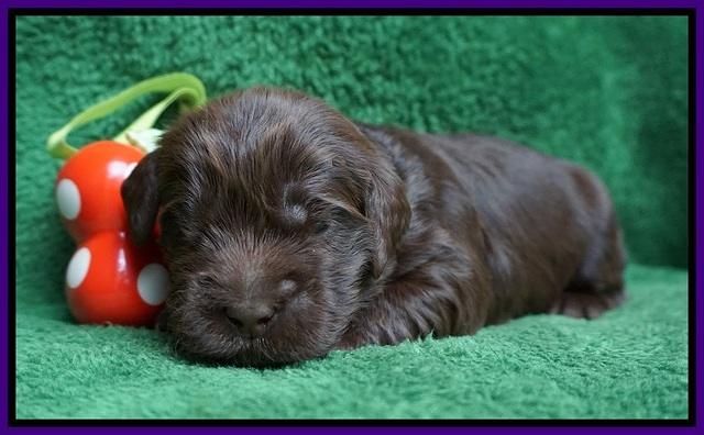 Penny Champion pups 2 wks old 171