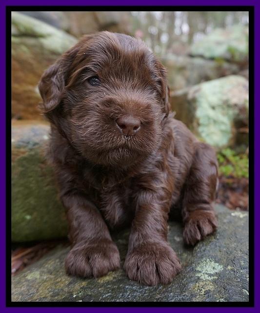 Penny Champion pups 3 wks old 211