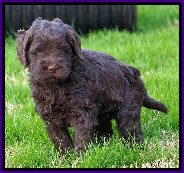 Penny Champion pups 5 wks old 251