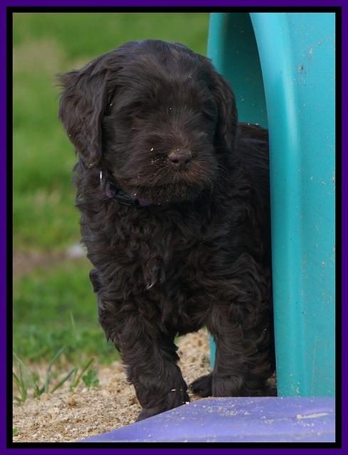 Penny Champion pups 6 wks old 451