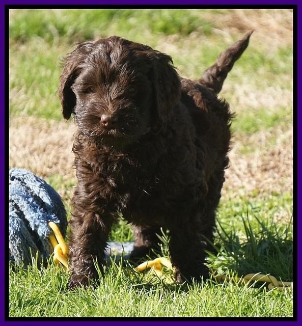 Penny Champion pups 6 wks old 471