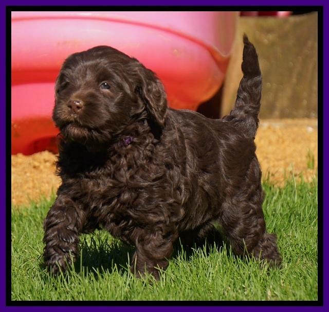 Penny Champion pups 6 wks old 491