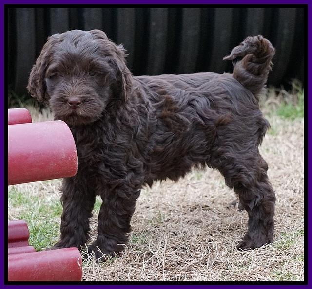 Penny Champion pups 7 wks old 401