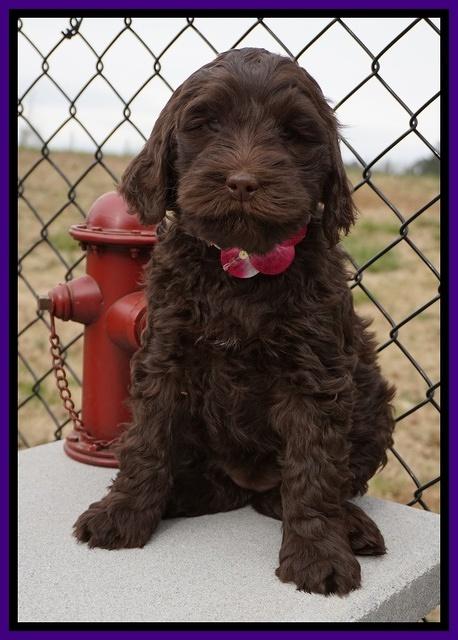 Penny Champion pups 7 wks old 411