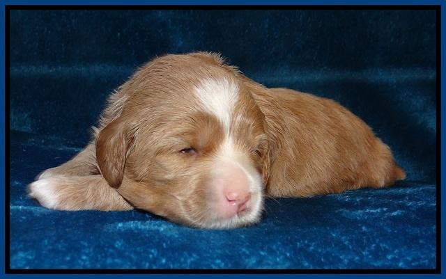 Calla Flicker pups 2 wks old #2 005