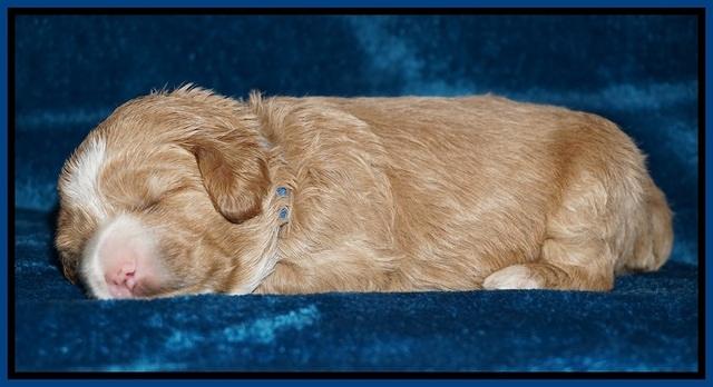 Calla Flicker pups 2 wks old 1 001