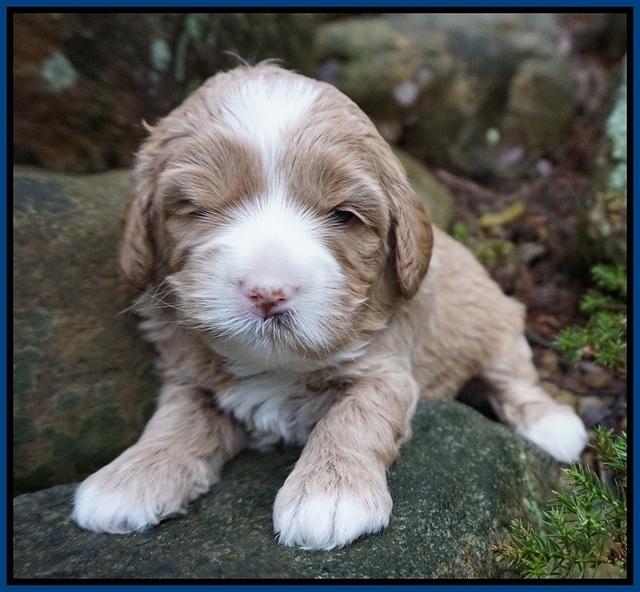 Calla Flicker pups 3 wks old 41