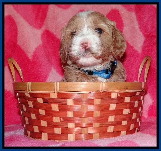 Calla Flicker pups 4 wks old 41