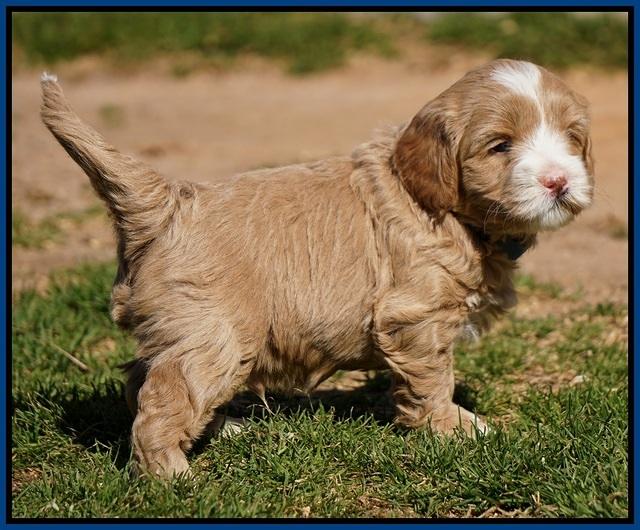 Calla Flicker pups 4.5 wks old 31