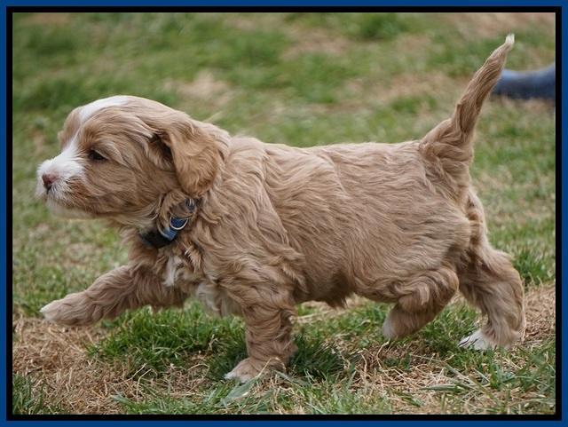 Calla Flicker pups 5 wks old 210