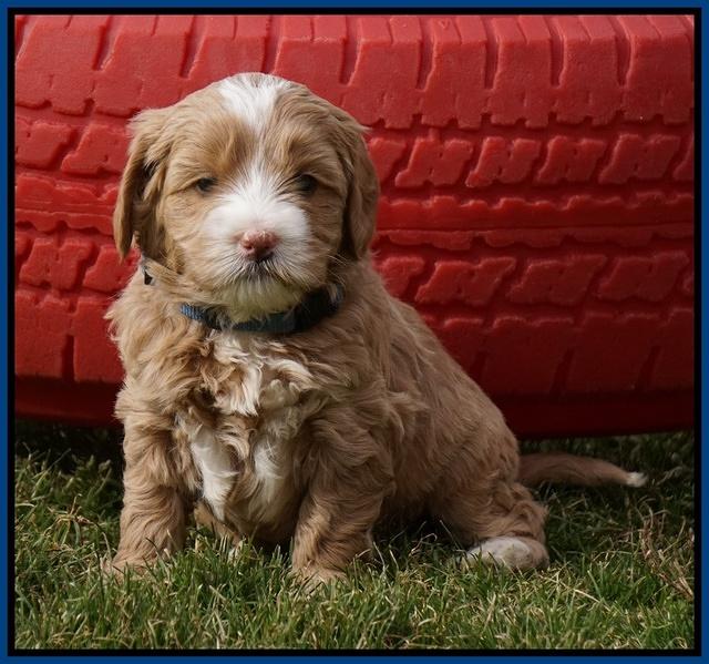 Calla Flicker pups 5 wks old 310