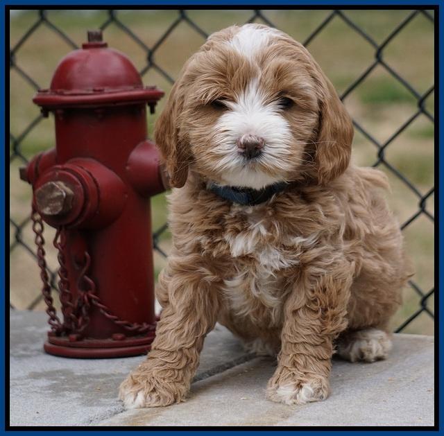 Calla Flicker pups 6 wks old 1 051