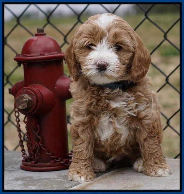 Calla Flicker pups 6 wks old 1 058