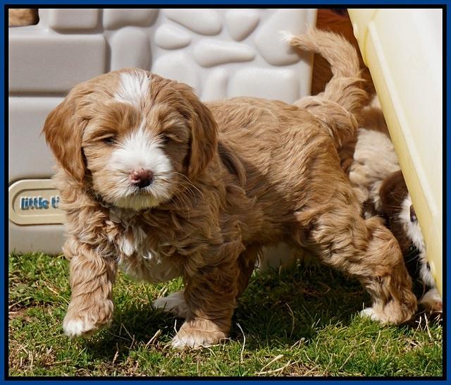 Calla Flicker pups 6 wks old 410