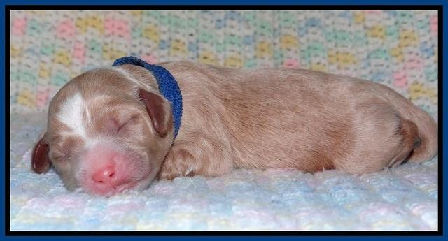 Calla Flicker pups newborn 61