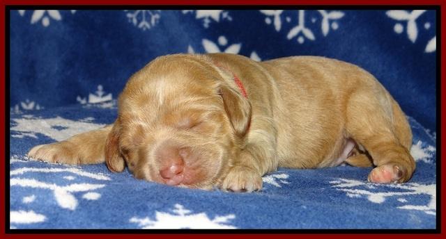 Calla Flicker pups 1 wk old 61