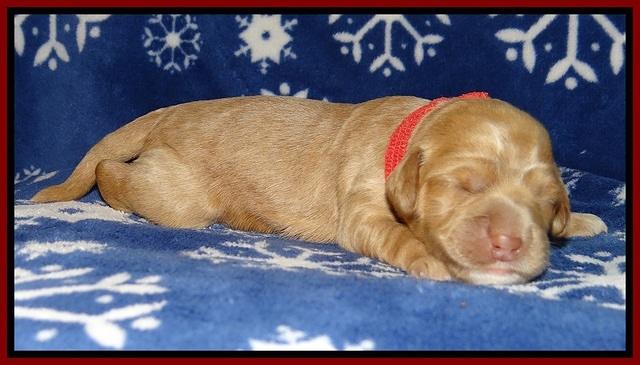 Calla Flicker pups 1 wk old 71
