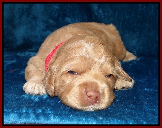 Calla Flicker pups 2 wks old #2 013