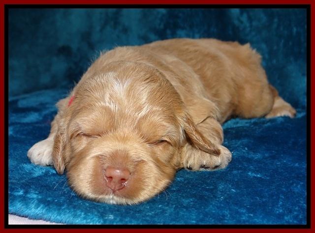 Calla Flicker pups 2 wks old #2 014