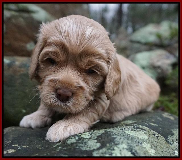 Calla Flicker pups 3 wks old 101