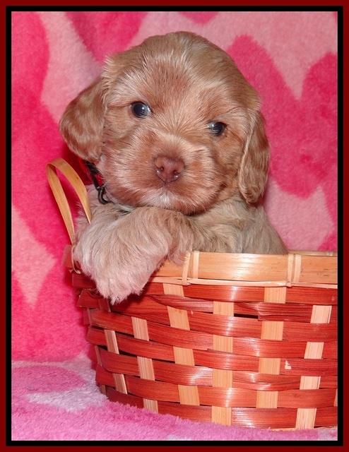 Calla Flicker pups 4 wks old 111