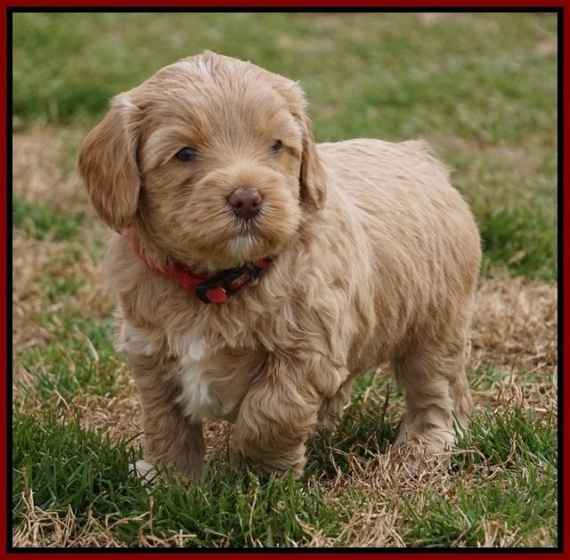 Calla Flicker pups 5 wks old 510