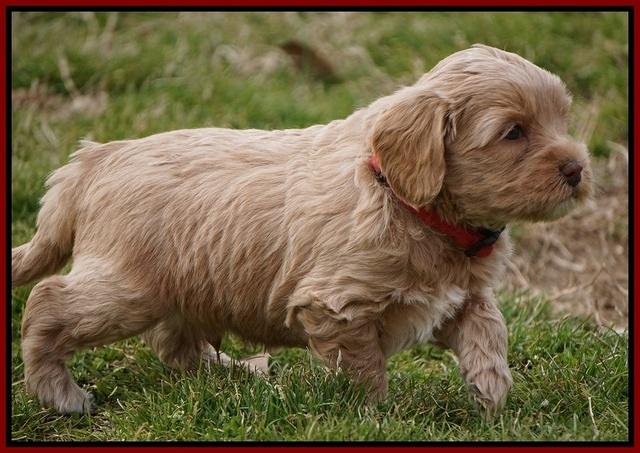 Calla Flicker pups 5 wks old 710